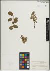 Foto von Salix herbacea L. x Salix phylicifolia L.